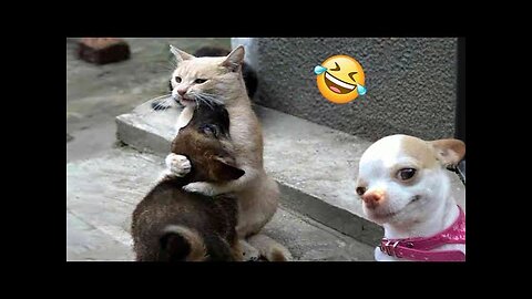 Funniest Cats And Dogs Videos 😁 - Best Funny Animal Videos 2024 🥰#1