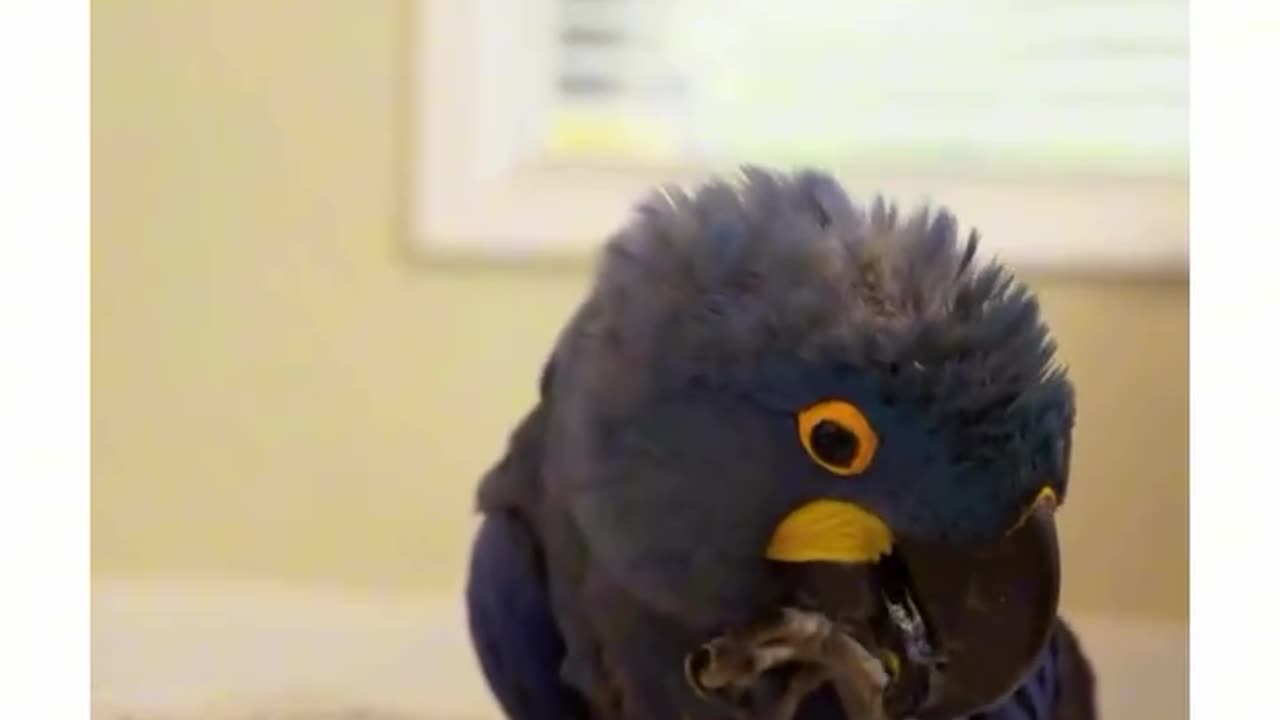 AI realized that it was talking to a parrot