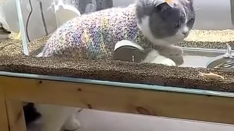 😂🐱 Cat Cinema: The Funniest Moment You'll See All Day | FunFM