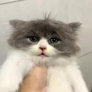 My Cat's Hairstyle