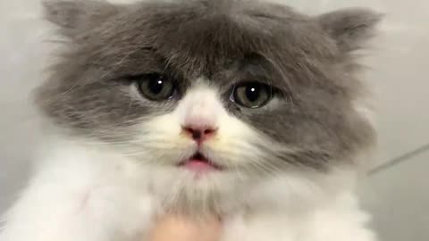 My Cat's Hairstyle