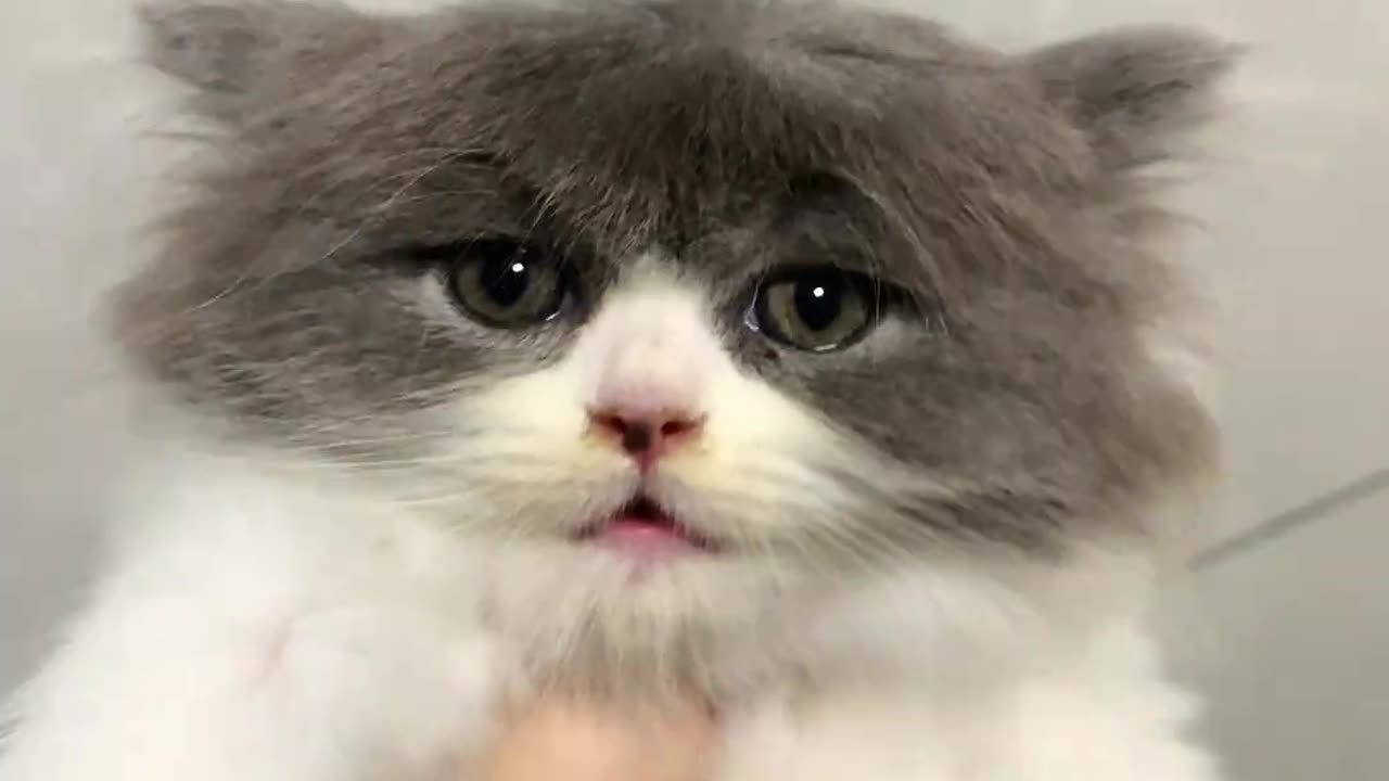 My Cat's Hairstyle