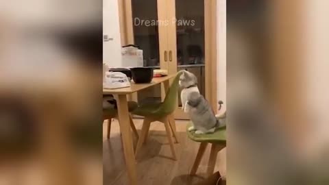 "Cats Being Hilarious – Try Not to Laugh Challenge! 😹🔥"