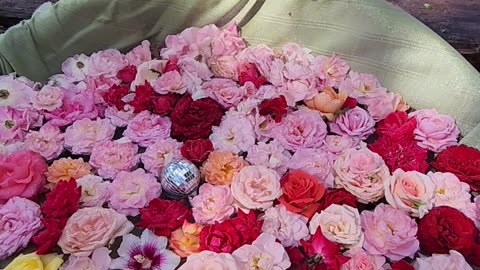 "It's a Great Day to Smell the Roses."