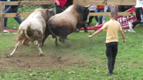Zlatonja od Redžića vs Brizan od Šarića Omazići 2024