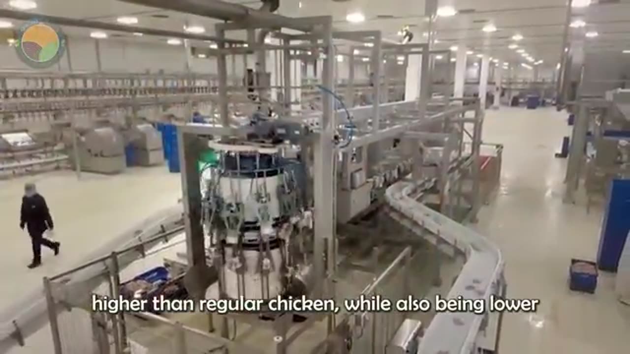 How Farmers Raise Hundreds of Guinea Fowl for Meat & Eggs | Farming Documentary