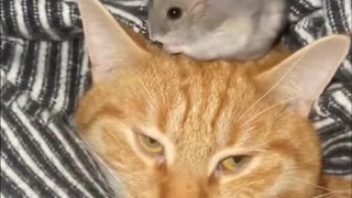 Cat Friends