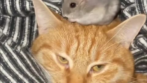 Cat Friends