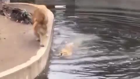 All of us have been in this lion's shoes sometimes. 🦁