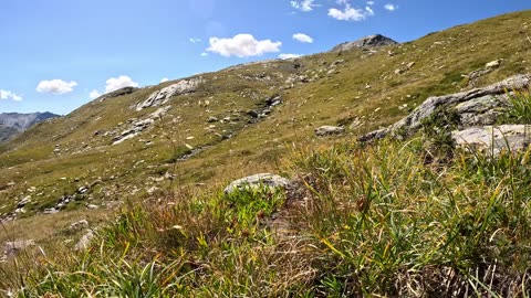 WILD Mountain Trout Fishing & SOLO Camping!!! (Catch & Cook)