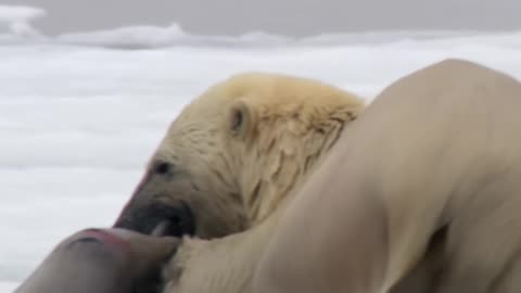 Polar Bear's Epic Seal Ambush_ Nature's Most Intense Underwater Hunt!