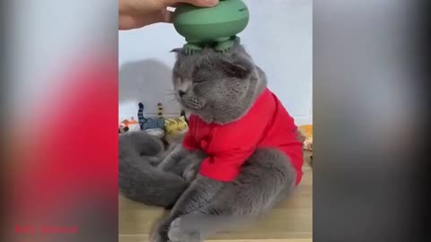 Funny animals - Funny cats _ dogs - Funny animal videos _ Best videos