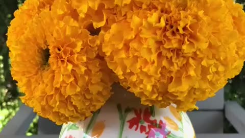 Marigold Flower Care