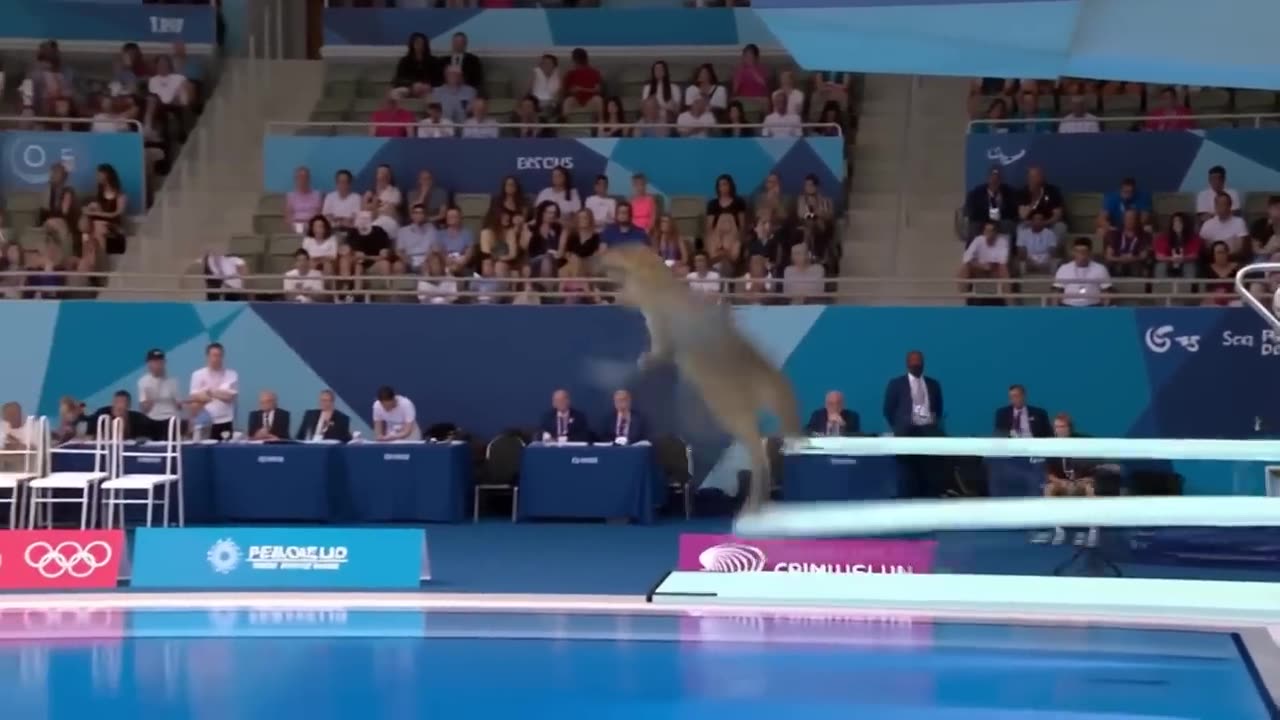 Which Dinosaur Wins the Gold Medal?
