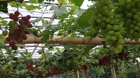 Family Fun in the Vineyard | Harvesting Sweet Grapes Part 7