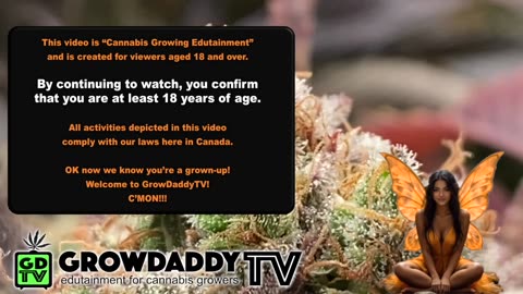 S10 E11 – Week 4 of Flower – Mrs. GrowDaddy On Deck - Shiskaberry, Chemy Lemmy, Afghan Kosher