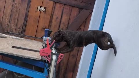 Antrenament dog ahhahahahaha