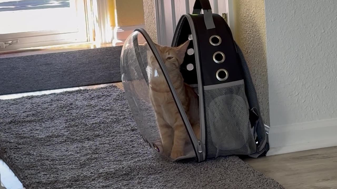 Orange Cat Tries To Escape Open Bubble Bag
