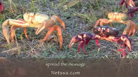 Crab Migration in Cuba