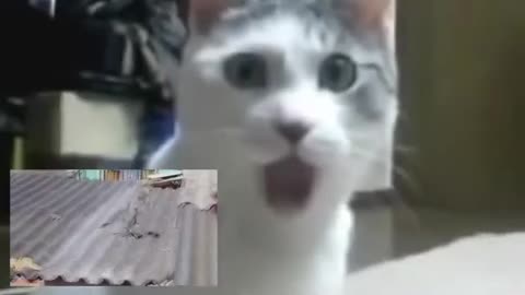 Cat makes video reaction of cat fight