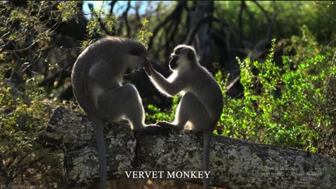 Wildlife Wonders in 8K HDR – Nature’s Majesty Uncovered
