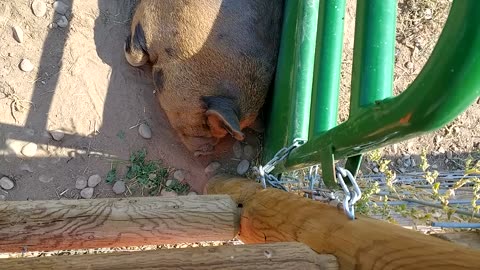 Pig lounging around on a hot day