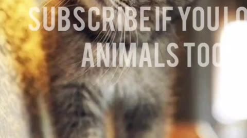 🐾😂 Funny Pet Antics | Cuteness Overload!