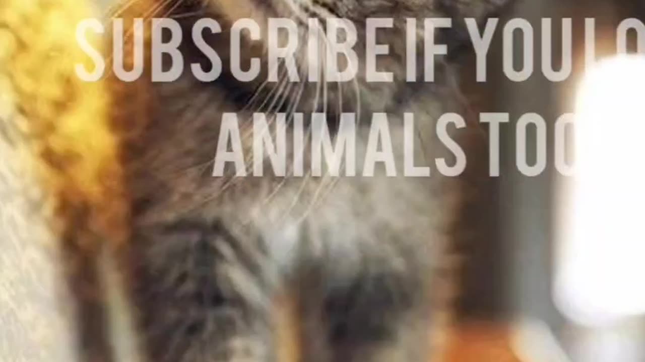 πΎπ Funny Pet Antics | Cuteness Overload!