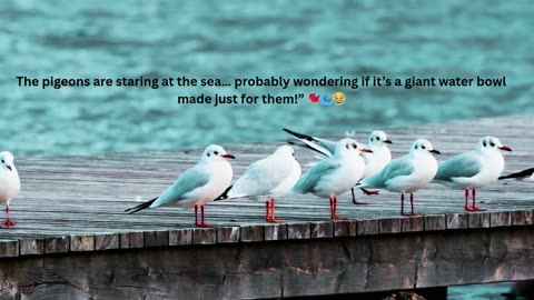 🐦 The Pigeons Are Staring at the Sea 🌊 | Funny Bird Moments