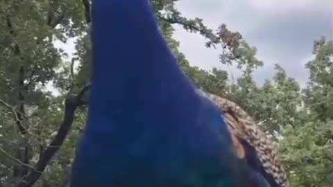 Peacock