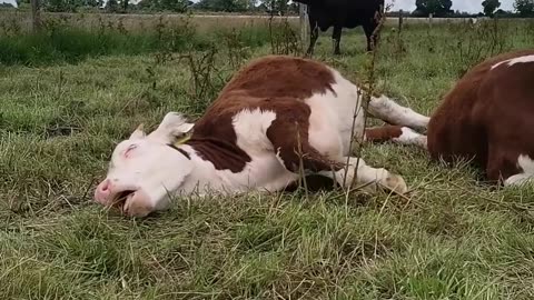 🤣🥞 This Dog is a Master Multitasker – Eating and Resting! | FunFM