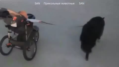 funny animals