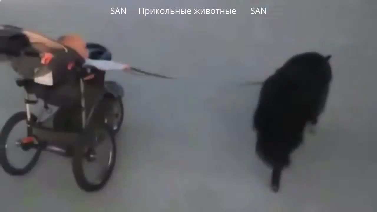 funny animals