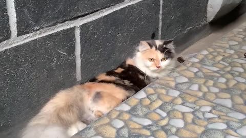 FUNNIEST Pets ! 🤣 TOP Videos of the YEAR
