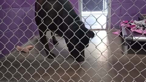 Riggs 7y Pet Id 867816 kennel 26 HSSAZ shelter VID_20250517_125721917