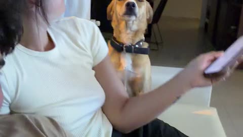 Dog Pleads to Stay on the Couch