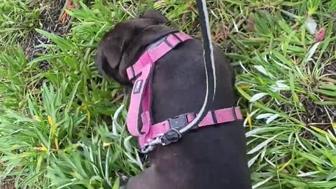 😂🐶 This Dog's Routine is Too Cute! | FunFM