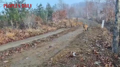 🇷🇺 It's a great rarity in nature when a female Amur tiger can raise and bring up 5 cubs