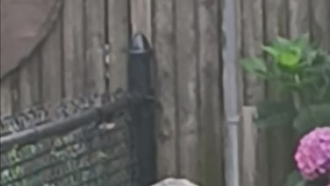 Mockingbird or thrush