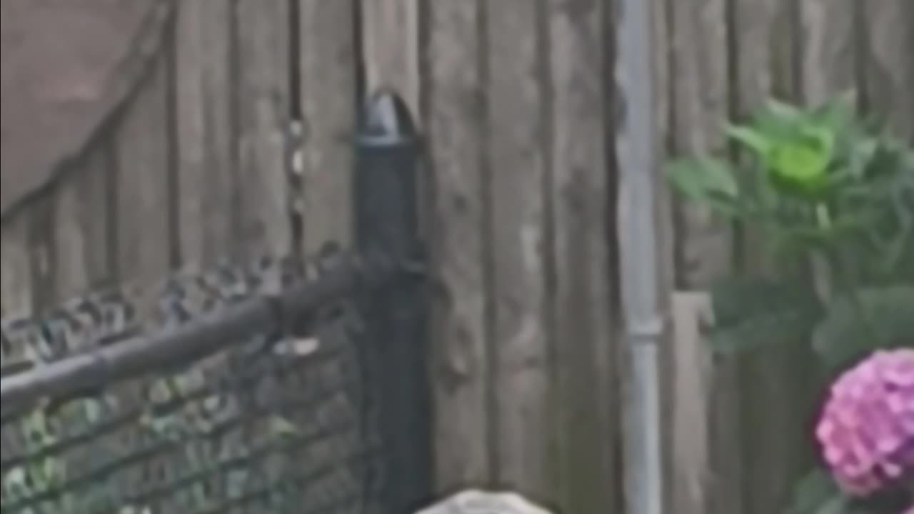 Mockingbird or thrush