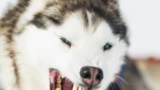 Curso para a detenção cães de raça perigosa