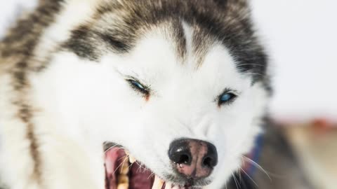 Curso para a detenção cães de raça perigosa