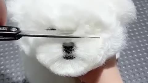 Puppy dog hair cut