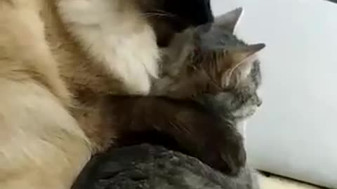Cat's love