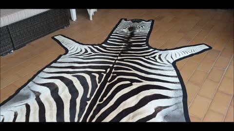 Burchell Zebra Felted Rug STUNNING