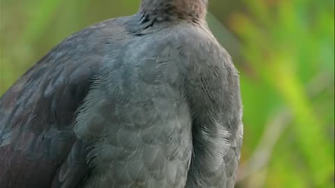 Musical Bird heron