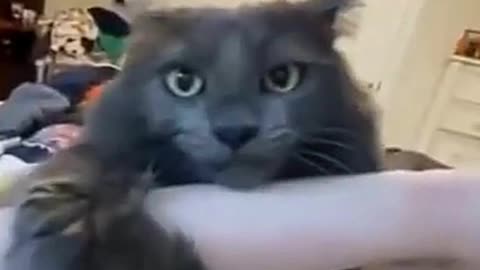 Funny animals videos ever #funny #animalvideo #shorts #cats #dogs #viral