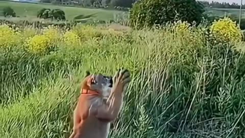 A family adopted a baby puma #shorts.