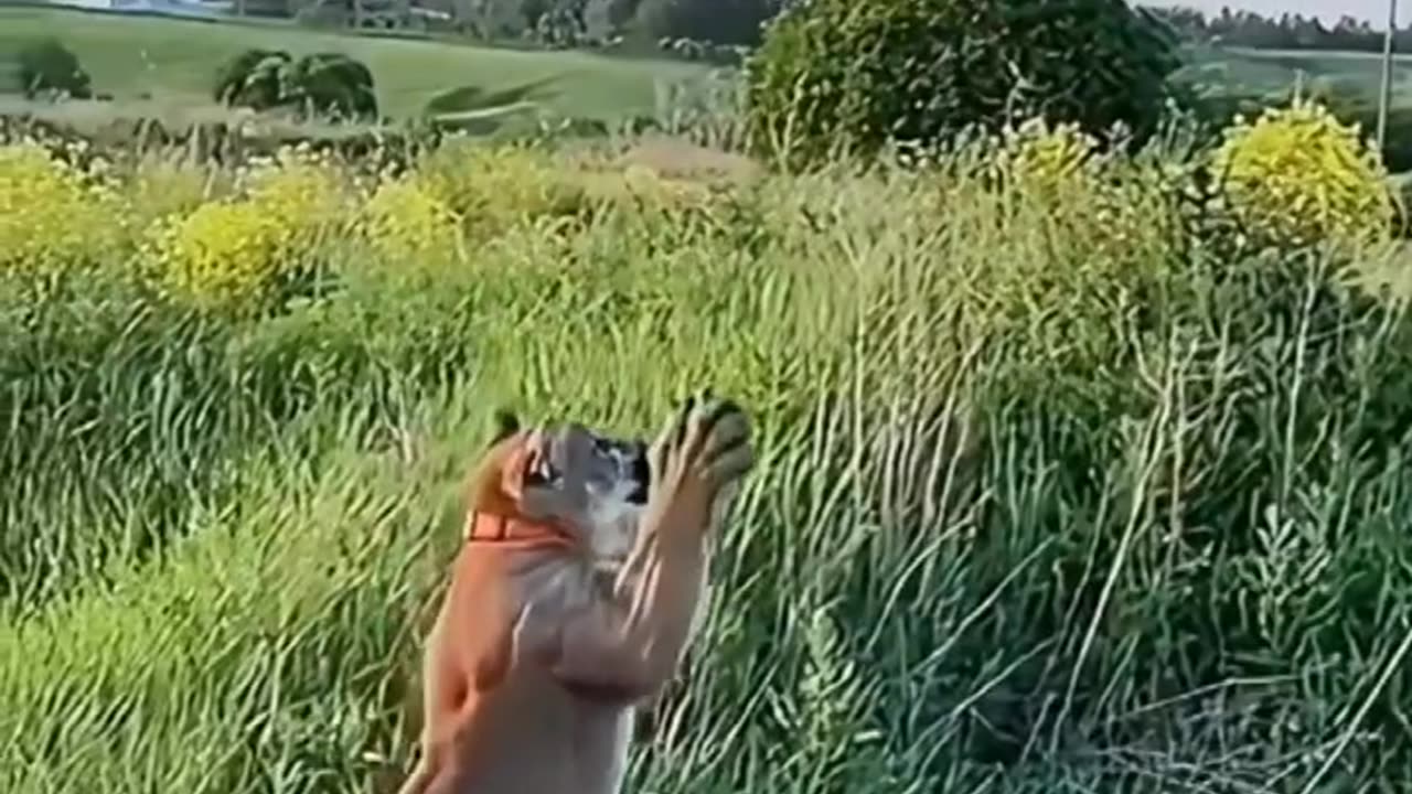 A family adopted a baby puma #shorts.