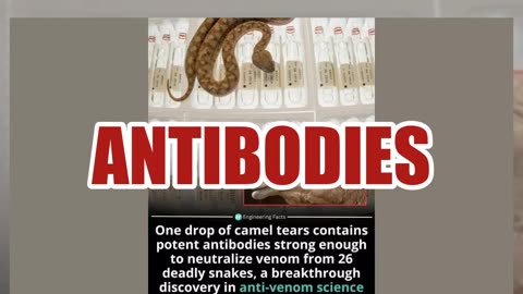 Fact Check: Scientists Have NOT Proved Camel Tears Are An Antidote For Venomous Snakebites